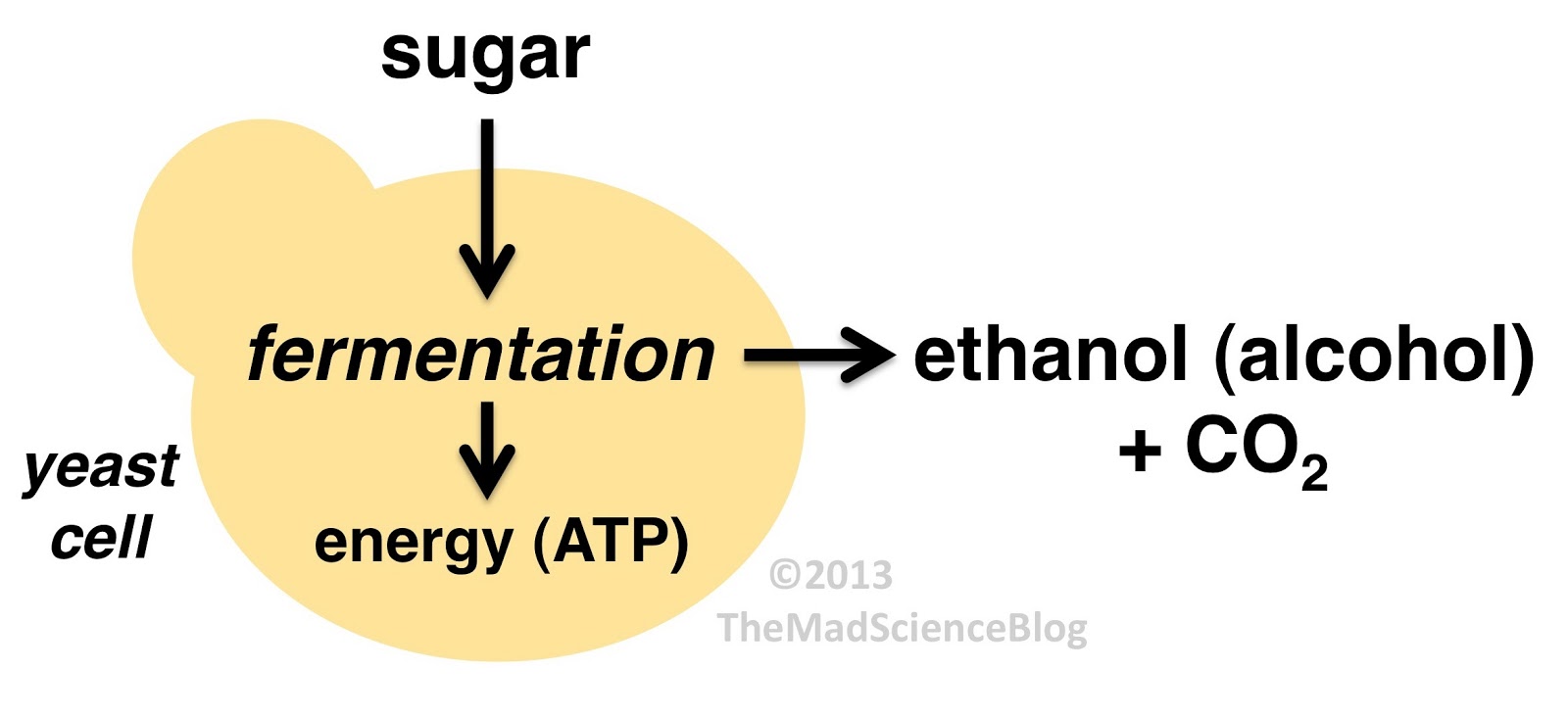 how-do-the-products-of-fermentation-in-animals-differ-from-yeast